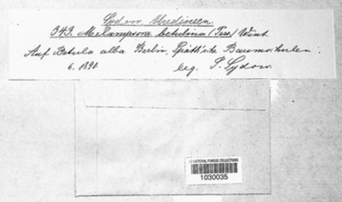 Melampsora betulina image